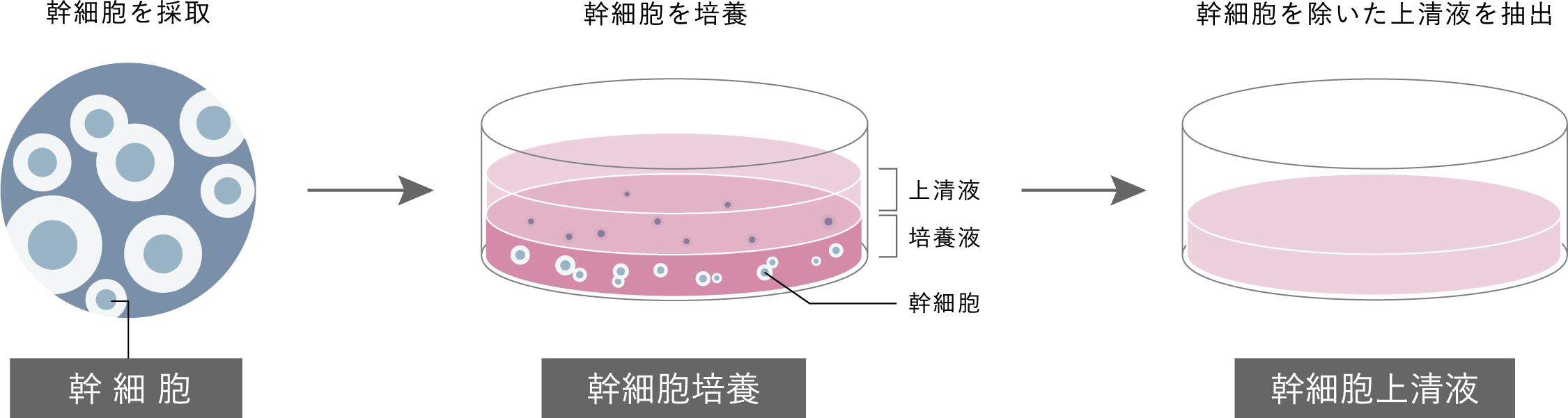 幹細胞上清液についての図